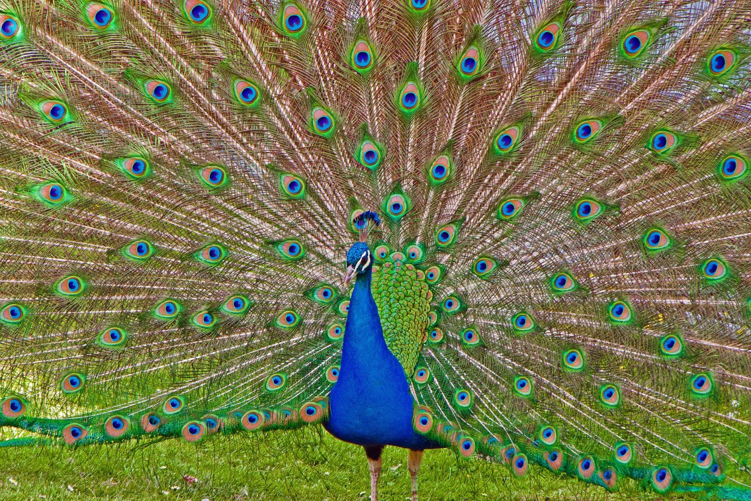 peacock-942036_1920
